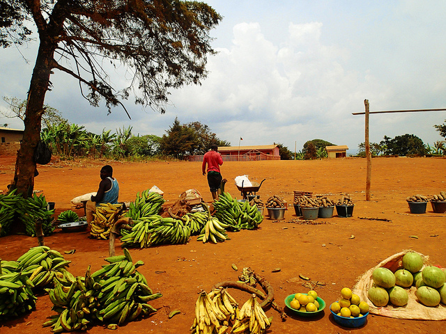 plantain market cameroon