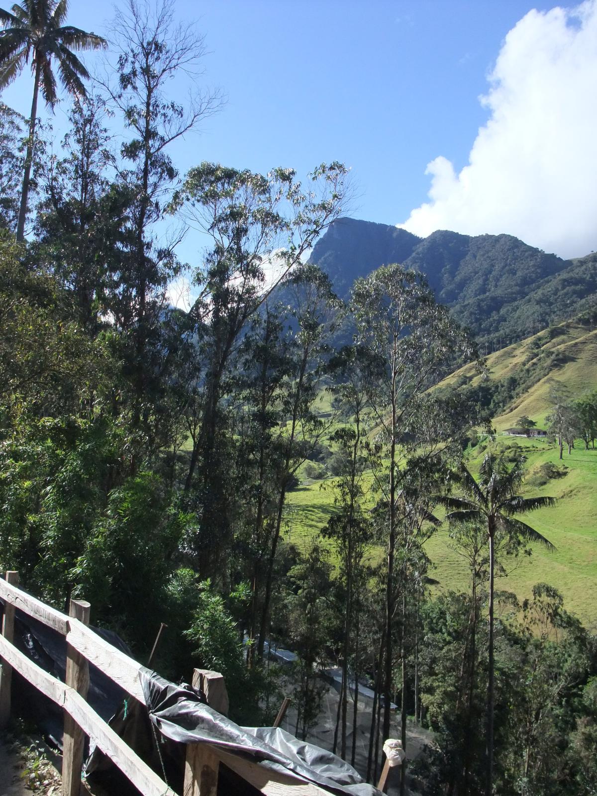 Cocora Valley