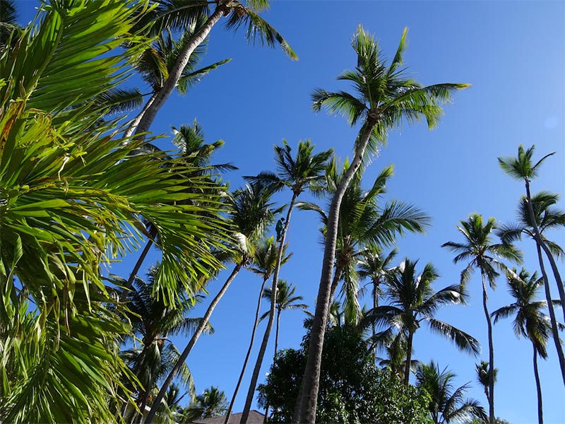 tall-palm-trees