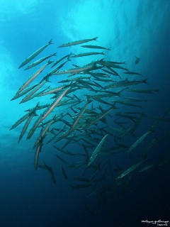 Schooling Barracuda