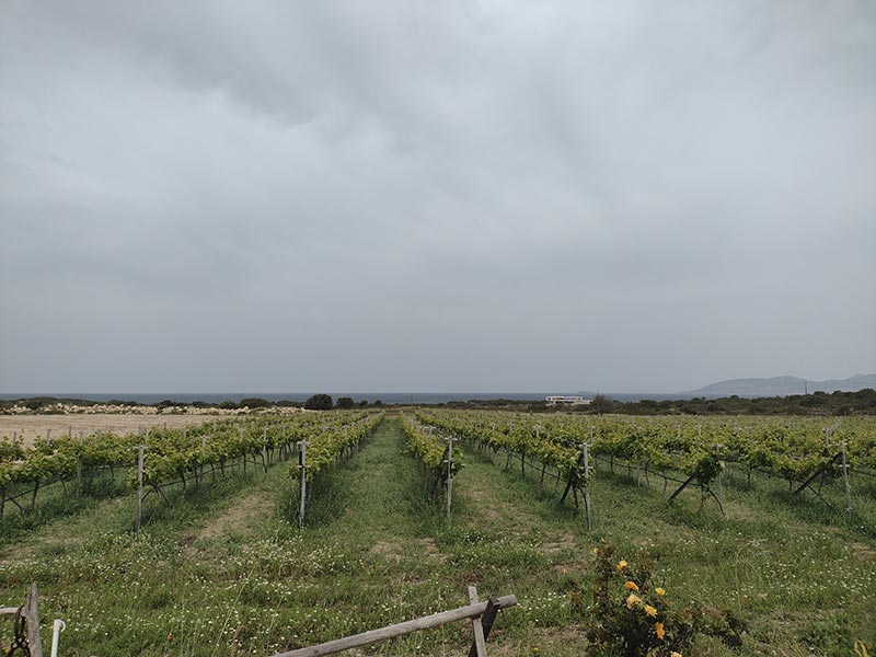 volcano vineyard