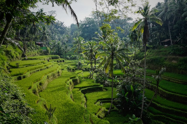 Rice Terraces, Tegallalang, Gianyar, Bali