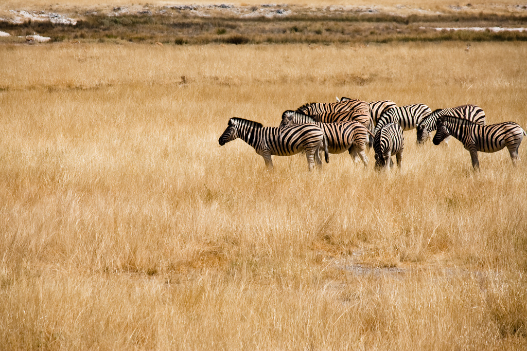 Namibian Safari