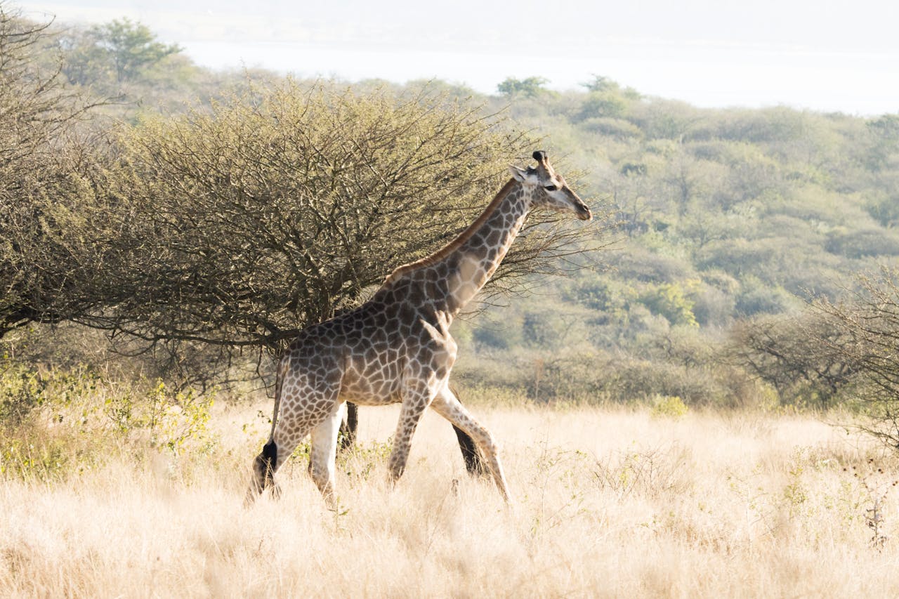 Kruger Giraffe