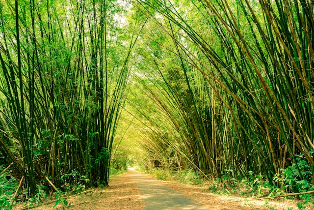 Concrete paved pathway in densely vegetated tropical bamboo forest, Chaguaramas Trinidad