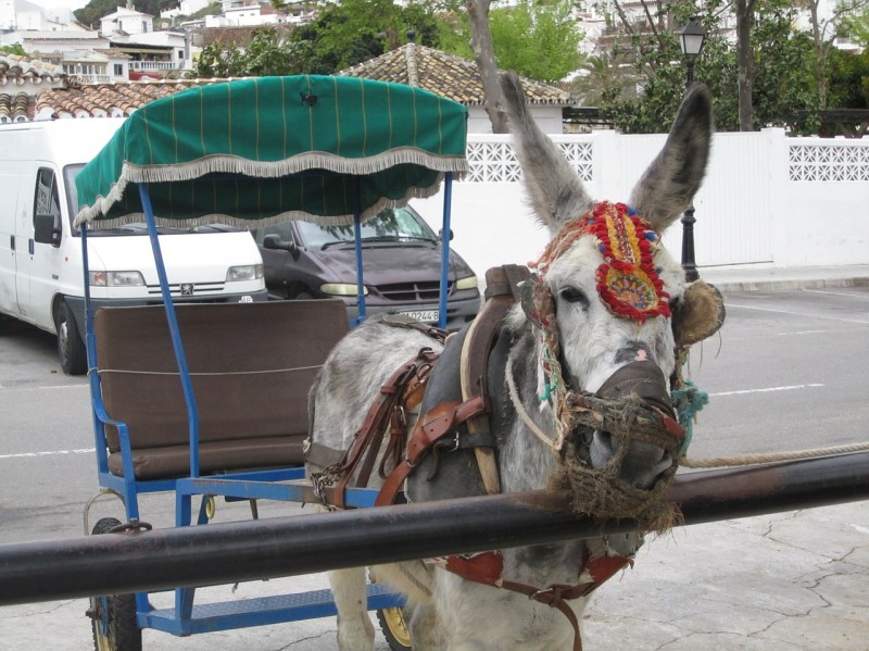 Spain Donkey